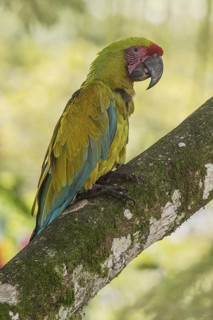 Great Green Macaw (Ara ambiguus), Costa Rica