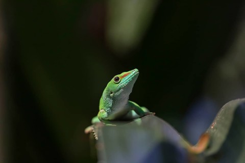 One Madagascar giant day gecko, Phelsuma madagascariensis grandis, sitting on a thorny leaf spotlit