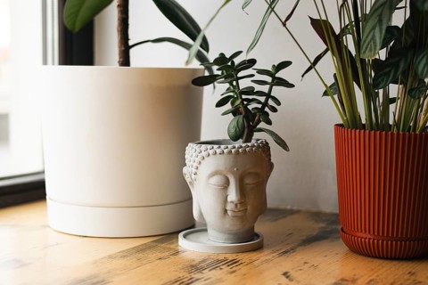 A Buddha-shaped planter with a succulent sits on a wooden surface. Flanked by large pots, it adds a