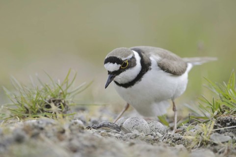 Little Ringed Plover (Charadrius dubius) nest, North Rhine-Westphalia, Germany