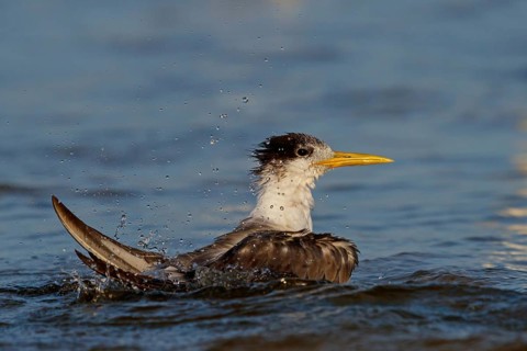 Common Tern, flight photo, (Thalasseus bergii), swimming in the water, East Khawr / Khawr Ad