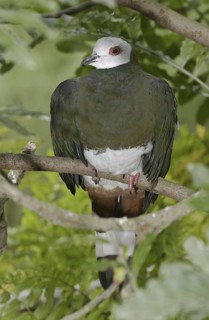 White-bellied Imperial Pigeon (Ducula forsteni), Florida, USA