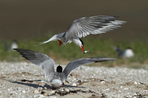 Common Tern (Sterna hirundo), mating pair in the colony, Lower Saxon Wadden Sea National Park, East