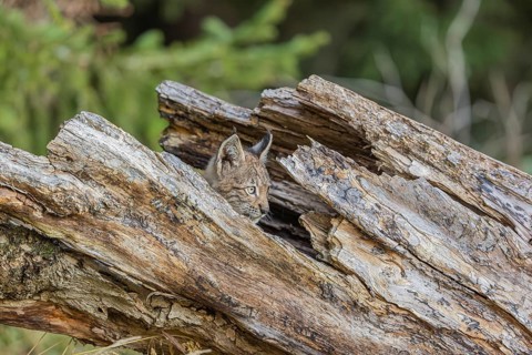 One young (10 weeks old) male Eurasian lynx, (Lynx lynx), hiding in a rotten tree