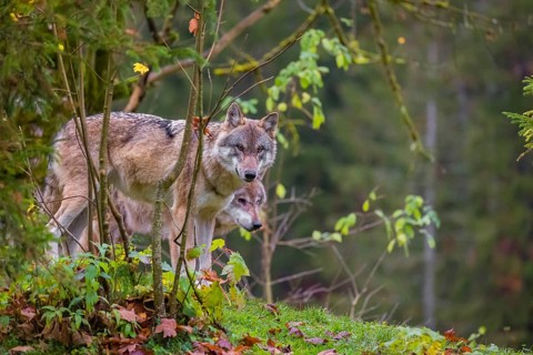 Two adult male eurasian gray wolves (Canis lupus lupus) stand on a green meadow on hilly terrain