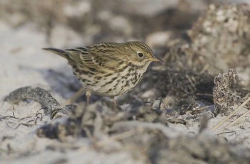 Meadow Pipit (Anthus pratensis), Schleswig-Holstein, Germany