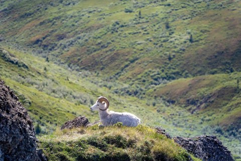 Dall sheep or Alaskan snow sheep (Ovis dalli) sitting on a rocky outcrop in the mountains, Denali