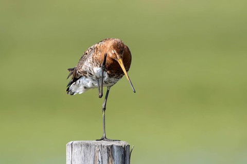 Black-tailed godwit (Limosa limosa), preening itself, plumage care, Ochsenmoor, Dümmer, Lemförde,