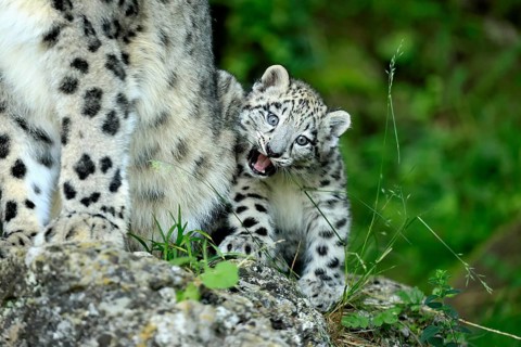 Snow leopard (Uncia uncia), young, sitting on rocks, vigilant, endangered species, captive
