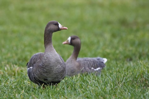 Greater White-fronted Goose (Anser albifrons), North Rhine-Westphalia, Germany