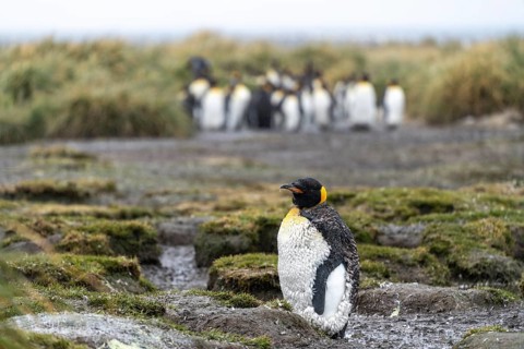 King penguin (Aptenodytes patagonicus), individual on grassy ground, colony in the background among