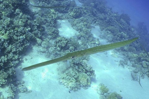 Bluespotted Cornetfish (Fistularia commersonii)