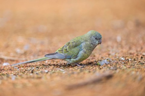 Red-rumped parrot (Psephotus haematonotus) female walking on the ground, Bavaria, Germany