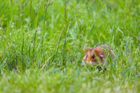 A European hamster (Cricetus cricetus), Eurasian hamster, black-bellied hamster or common hamster,