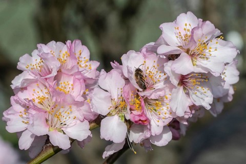 Almond blossom (Prunus dulcis) with honey bee (Apis mellifera), Rhineland-Palatinate, Germany