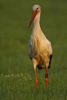 White Stork (Ciconia ciconia) male foraging, North Rhine-Westphalia, Germany