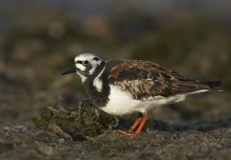 Ruddy Turnstone (Arenaria interpres), Schleswig-Holstein, Germany