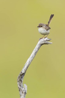 Red-backed Fairywren (Malurus melanocephalus) juvenile, Queensland, Australia