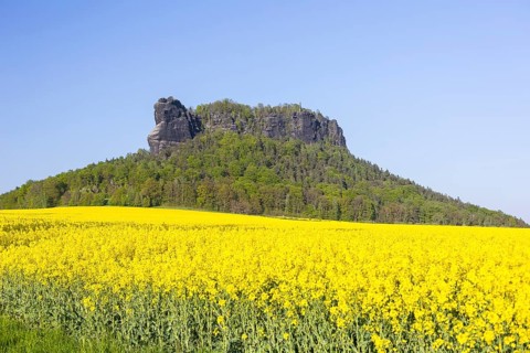 Table mountain Lilienstein surrounded by blooming rape fields (Brassica napus), Saxon Switzerland,