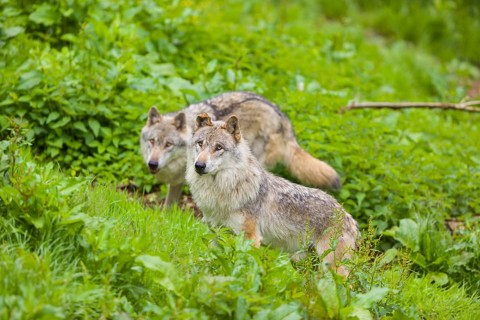 Two eurasian gray wolves (Canis lupus lupus) run over a green meadow in an open forest
