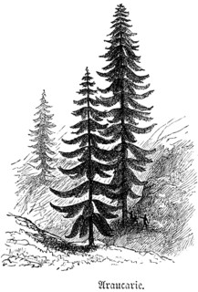 Mountain landscape with Araucaria (araucaria columnaris), travelling, New Caledonia, historical