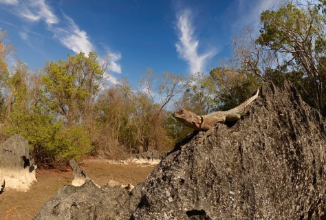Iguana (Opolurus cuvieri) in the Tsingy de Bemaraha in the west of Madagascar