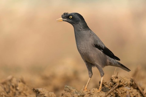 A jungle myna (Acridotheres fuscus) stands on the ground against a blurred background, Sreepur,
