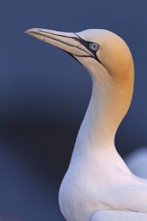 Northern Gannet (Morus bassanus), Schleswig-Holstein, Germany