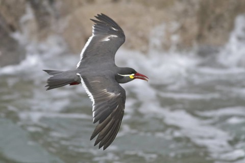 Inca Tern (Larosterna inca) flying, Isla de Ballestas National Park, Peru