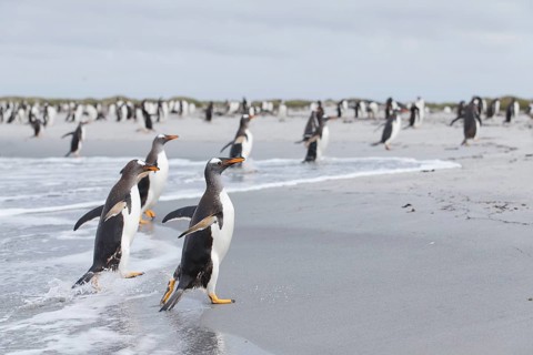 Gentoo Penguin (Pygoscelis papua) group emerging from the surf, Sea Lion Island, Falkland Islands