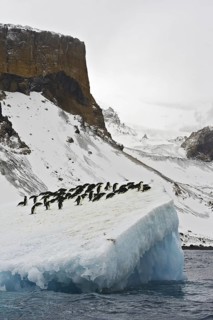 Adelie Penguin (Pygoscelis adeliae), Antarctica