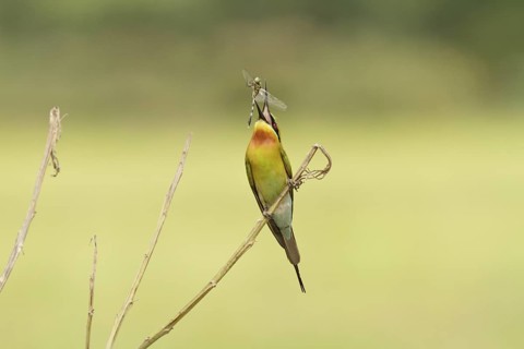 Blue-tailed Bee-eater (Merops philippinus), Singapore