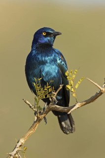 Cape Starling (Lamprotornis nitens), Kruger Park, South Africa