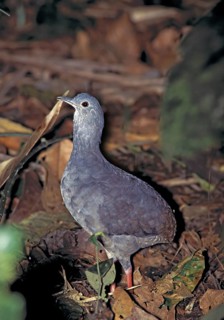 Slaty-breasted Tinamou Crypturellus boucardi La Selva Orginization for Tropical Studies Station,