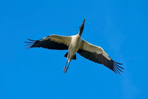 Wood Stork (Mycteria americana), with outstretched wings flying through a clear blue sky,