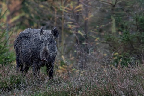 Unfortunately, the mistrust of the wild boar (Sus scrofa) prevails and it retreats into the