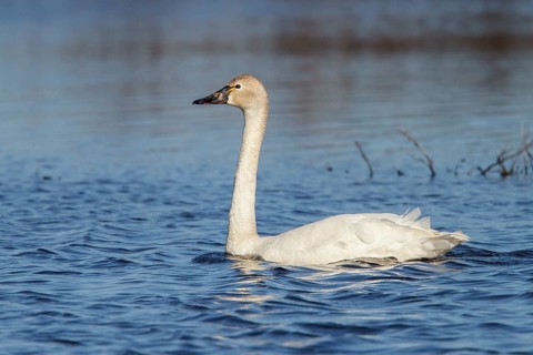 Tundra Swan (Cygnus columbianus) in a pond in the tundra near Churchill, Manitoba, Canada