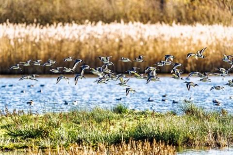 Black-tailed Godwits, Limosa limosa, birds in flight over marshes