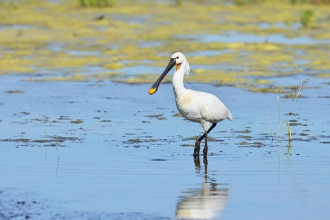 Spoonbill (Platalea leucorodia), adult bird striding through shallow water, adult bird in