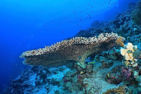 Pharaoh's antler coral (Acropora pharaonis)