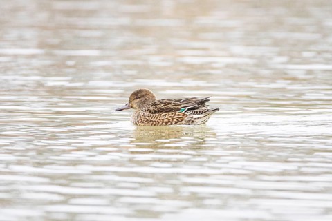 Teal (Anas crecca) wbl Germany