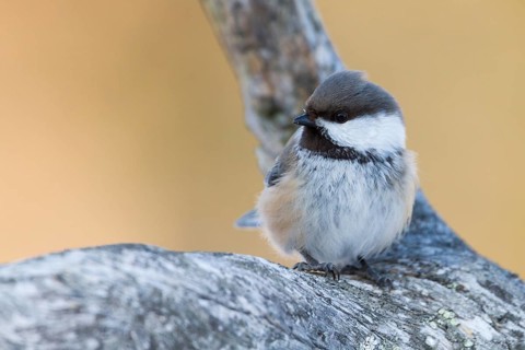 Siberian Tit (Grey-headed Chickadee) - Lapplandmeise - Poecile cinctus