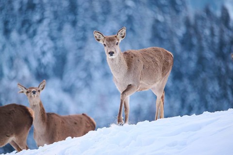 Red deer (Cervus elaphus) hinds on a snowy meadow in the mountains in tirol, Kitzbühel, Wildpark