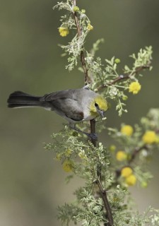Verdin (Auriparus flaviceps), Arizona, USA