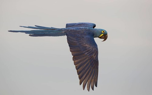 Hyacinth Macaw (Anodorhynchus hyacinthinus) flying, Mato Grosso, Brazil
