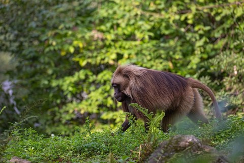 One adult male Gelada (Theropithecus gelada), or bleeding-heart monkey walking through riverine