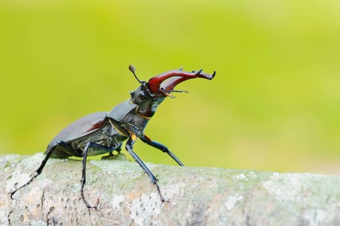 Stag beetle (Lucanus cervus), male, North Rhine-Westphalia, Germany