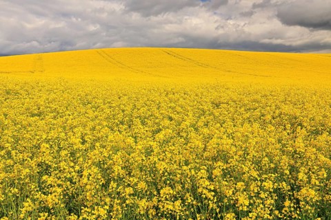 Rape field (Brassica napus), flowering, Baden-Württemberg, Germany
