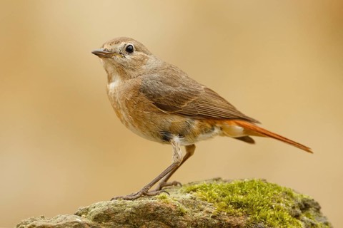 Common Redstart (Phoenicurus phoenicurus) female, Asturias, Spain