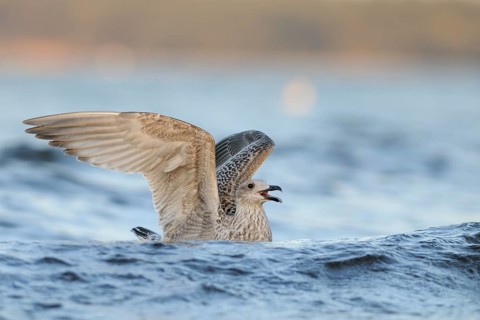 European Herring Gull (Larus argentatus) calling, Mecklenburg-Western Pomerania, Germany